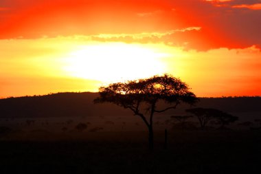 Tanzanya Serengeti parkta gün batımı