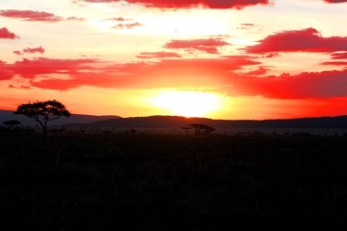 Tanzanya Serengeti parkta gün batımı