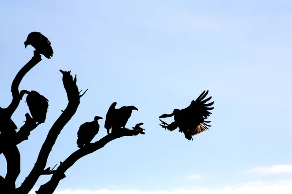 Vultures Park Tanzania — Stock Photo, Image