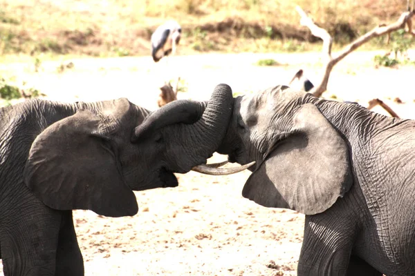 Les Éléphants Dans Parc Tanzanie — Photo