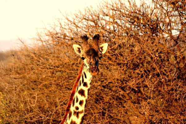 Жираф Парке Танзании — стоковое фото