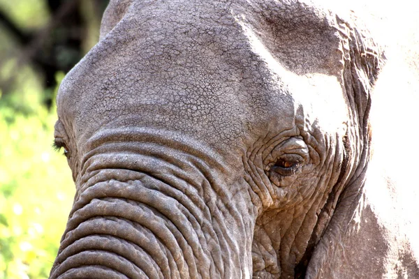 Elefante Parque Tanzânia — Fotografia de Stock