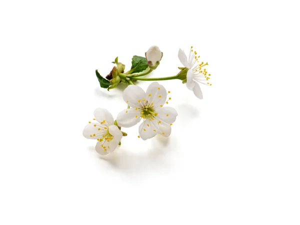 Цветок Вишни Выделен Белом Фоне Цветение Весной — стоковое фото