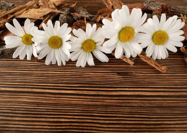 Flores de manzanilla frescas y delicadas sobre un fondo de madera. Estilo rústico. Temporada de verano. Copiar espacio — Foto de Stock