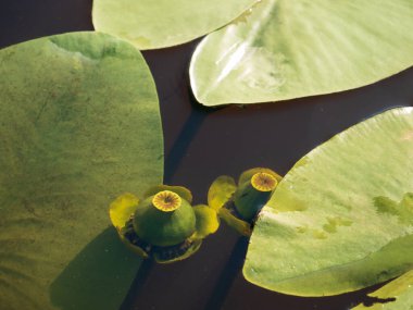 Sarı su zambağı bardakları suyun altında. Bir bardak su, Lily. Nehir çiçeği.