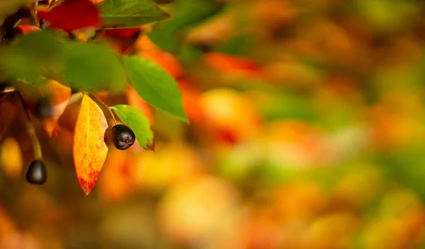 Herbst verschwommenen Hintergrund der Natur. Schöne Silhouette von Zweigen, Blättern, Beeren auf abstraktem Regenbogenhintergrund. — Stockfoto