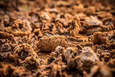 Kahverengi çatlak toprak