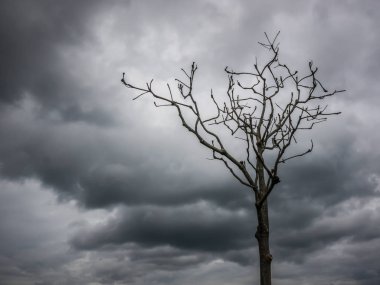 Kuru ağaçlar, berrak gökyüzü