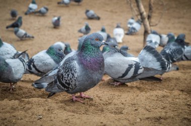 Güvercin Vadisi'nde Güvercin