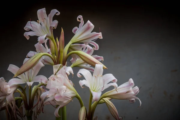 Fiore di giglio bianco — Foto Stock