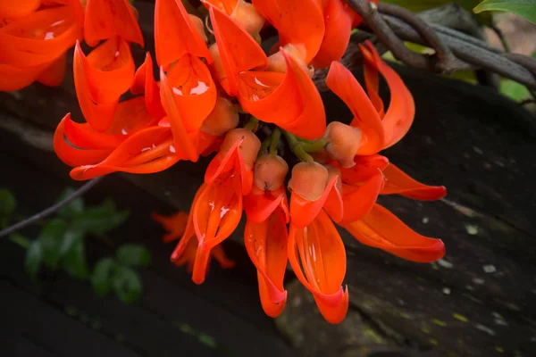 Colorida trompeta naranja — Foto de Stock