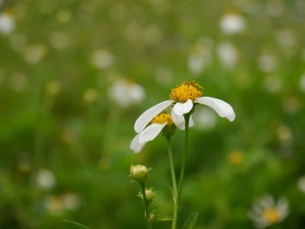 Vit vilda blommor — Stockfoto