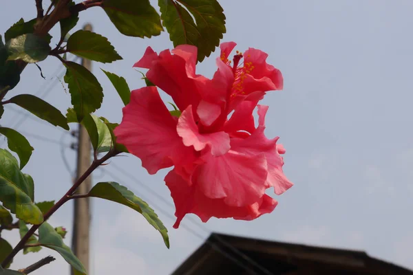 Fleurs d'hibiscus roses en Thaïlande rurale — Photo