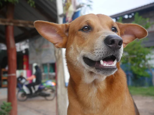 tay kırsalında neşeyle gülümseyen köpek