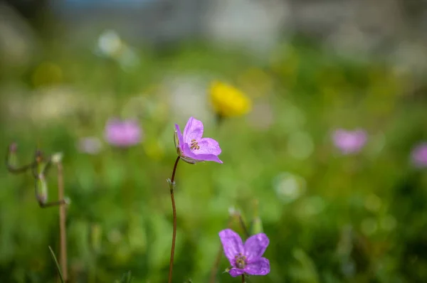 Fleurs au château de coton à Pamukkale — Photo
