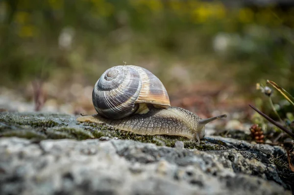 Snail at the cotton castle in Pemukkale — Stock Photo, Image