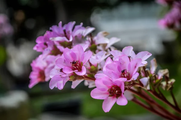 Pembe çiçek çiçek — Stok fotoğraf