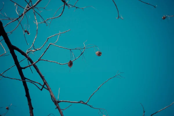 Сухие ветви, чистое небо — стоковое фото
