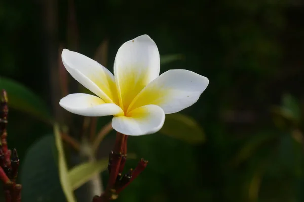 Plumeria λευκά λουλούδια — Φωτογραφία Αρχείου