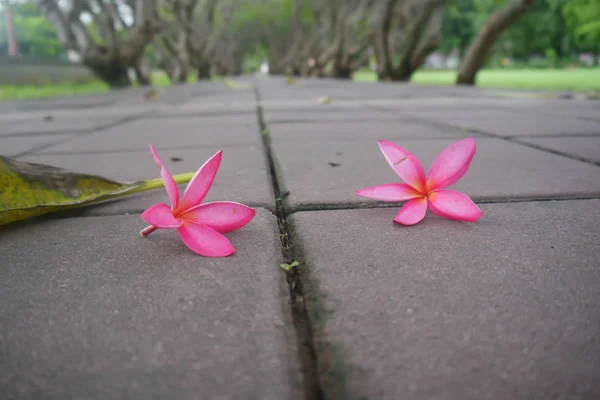 Beton zeminüzerinde pembe plumeria çiçekler — Stok fotoğraf