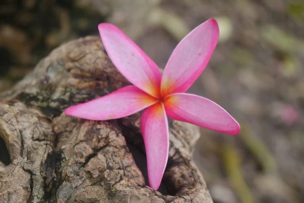 Plumeria pembe çiçekler ağaca koymak — Stok fotoğraf