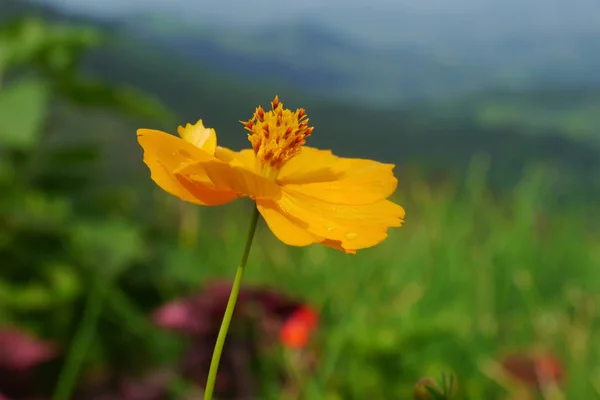 Yellow flowers on the mountain — Stock Photo, Image