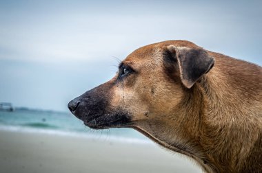 Kumsalda kahverengi köpek