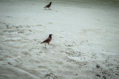 Koh Samet sahilinde karga yürüyüşü
