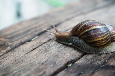 Ahşap zemin üzerinde Dev Afrika kara salyangoz