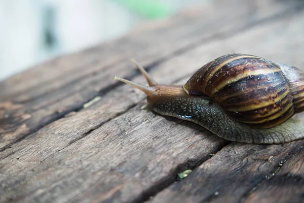 Ahşap zemin üzerinde Dev Afrika kara salyangoz