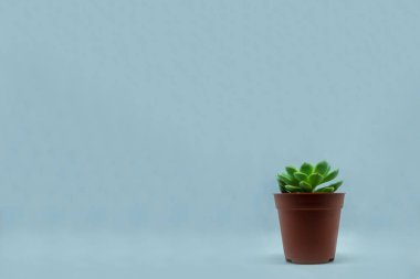 açık arka planda büyüyen kaktüs