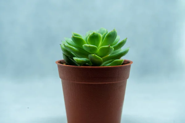 De groeiende cactus in de heldere achtergrond — Stockfoto