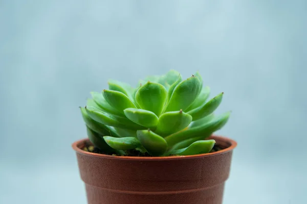 the Growing cactus in the clear background