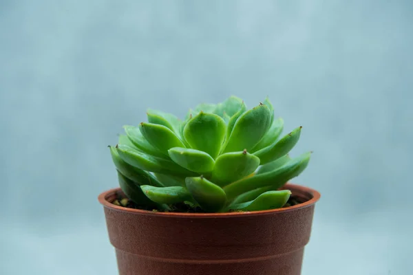 the Growing cactus in the clear background