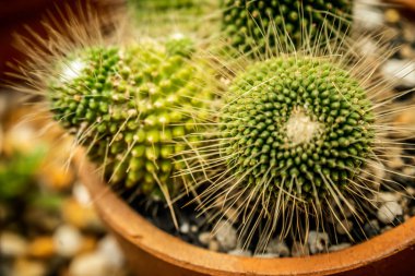 Bahçedeki güzel kaktüs, kahverengi arka plan.