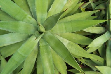 Güzel kaktüs, bahçede çöl bitkisi