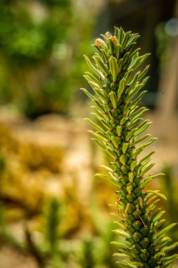 Monadenium lugarae, Bahçedeki Güzel Kaktüs