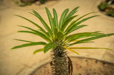 pachypodium lamerei, Bahçedeki güzel kaktüs