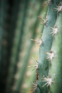 Bahçedeki güzel kaktüs, ayrıntıları kapat.