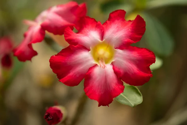 Belle rose du désert dans le jardin avec un lea vert flou — Photo