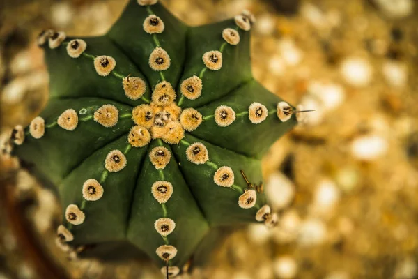 Красивий кактус в саду, коричневий фон — стокове фото