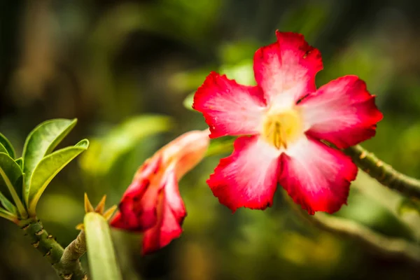 Bellissimo fiore di rosa del deserto in giardino con lea verde sfocata — Foto Stock
