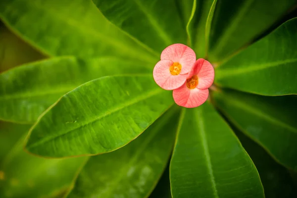 Yeşil yapraklı Pembe Poi Soyu 'nun üst görüntüsü — Stok fotoğraf