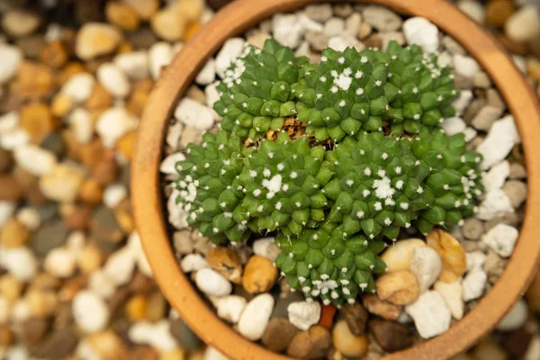 Prachtige cactus in de tuin, bruine achtergrond — Stockfoto