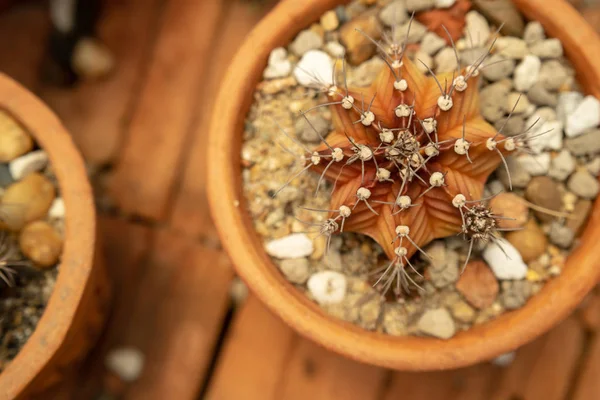 Prachtige cactus in de tuin, bruine achtergrond — Stockfoto