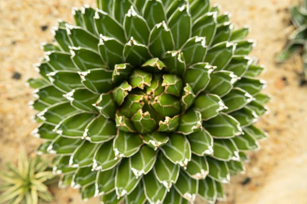 Agave victoriae-reginae 'principessa d'oro', Cactus bello in — Foto Stock