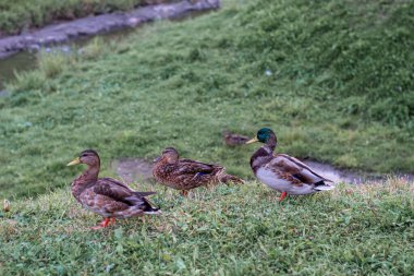 Doğal ortamında vahşi ördekler