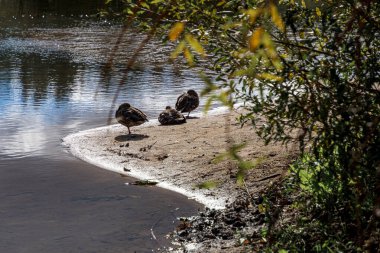 Doğal ortamında vahşi ördekler