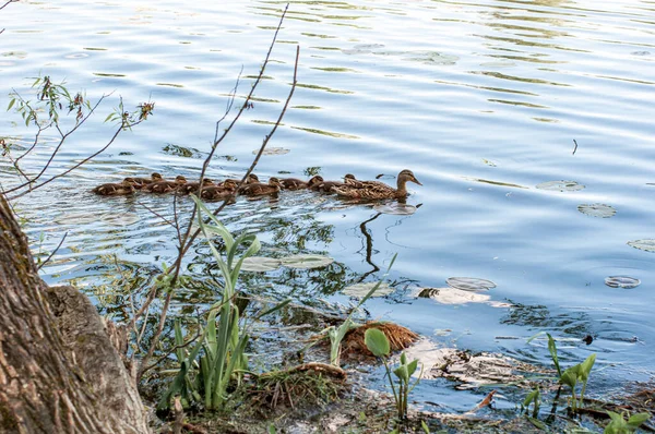 Vilda ankor i en naturlig livsmiljö — Stockfoto