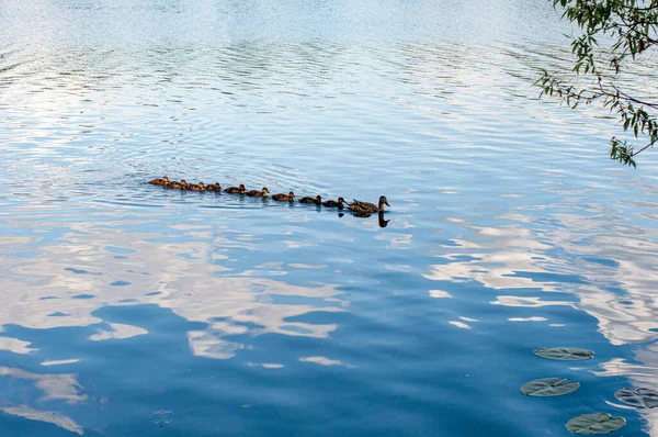 Vilda ankor i en naturlig livsmiljö — Stockfoto